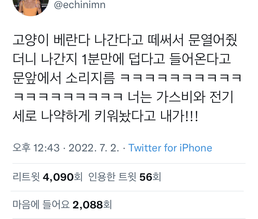 요새 고양이들 특 | 인스티즈