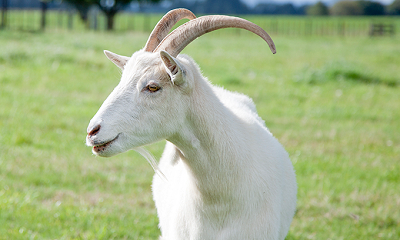 동물들이 100m 달리기를 하면 몇초가 나올까? | 인스티즈