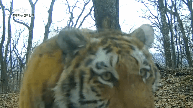 '절멸'의 '한국 호랑이'. 🐅 그 100년간의 이야기. -마지막- | 인스티즈