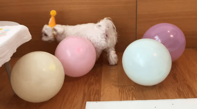 생일이 뭔진 모르겠지만 아무튼 신난 재롱이 | 인스티즈