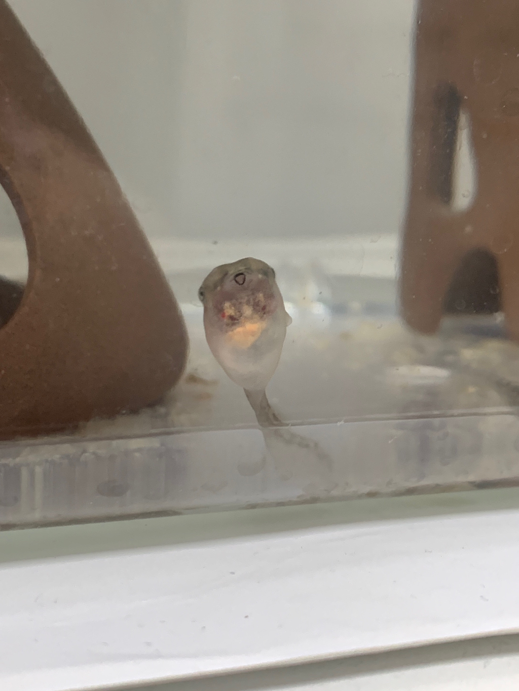 💚청개구리 키우면서 알게된 TMI💚 | 인스티즈