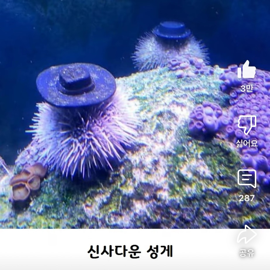 요즘 성게들 사이에서 유행인 것 | 인스티즈