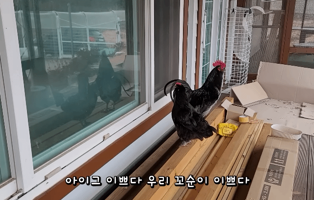 매맞는 삶을 살고 있는 매탈남 근황.jpgif | 인스티즈