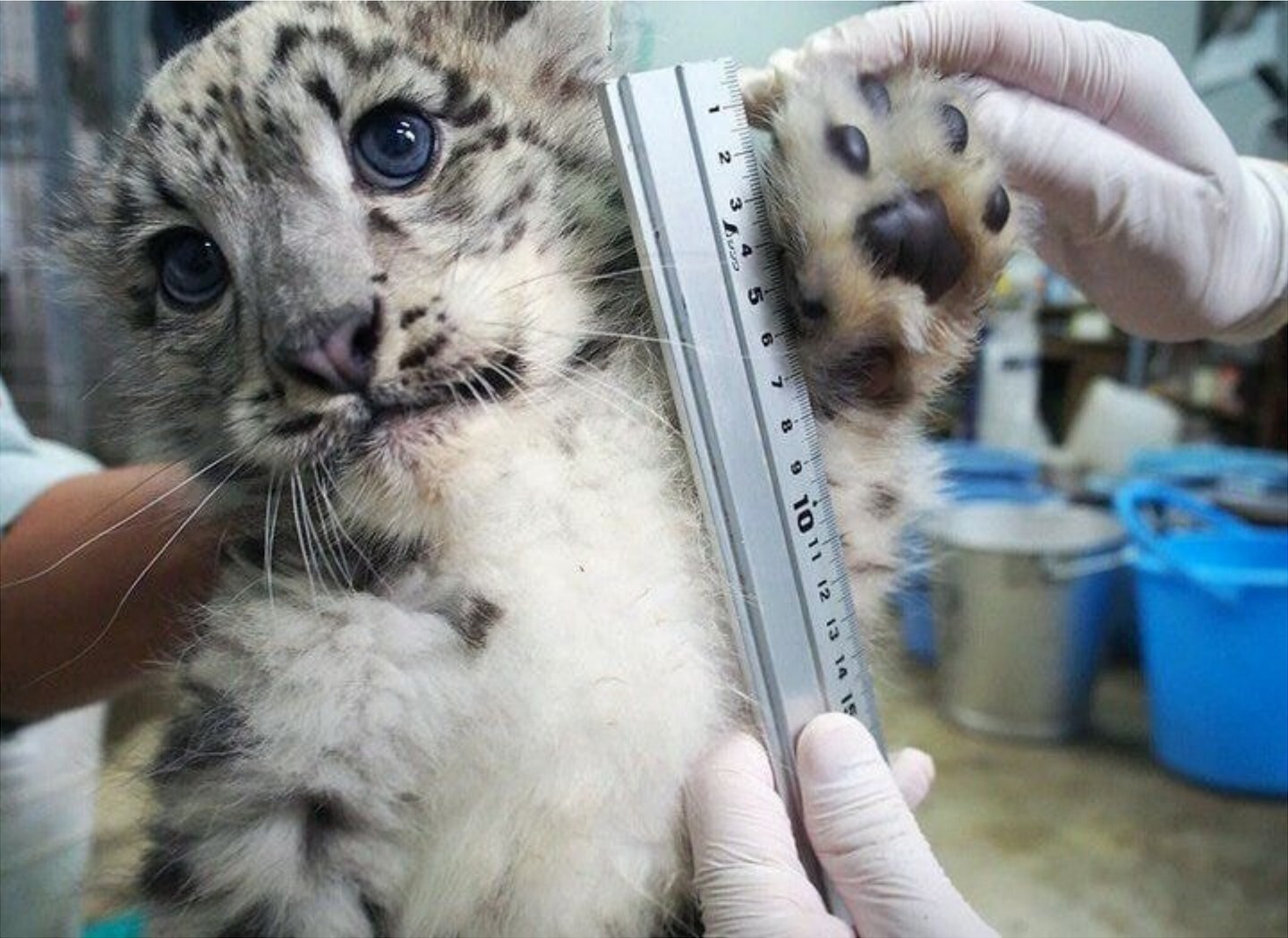 발크기 재는 아기 설표.jpg | 인스티즈