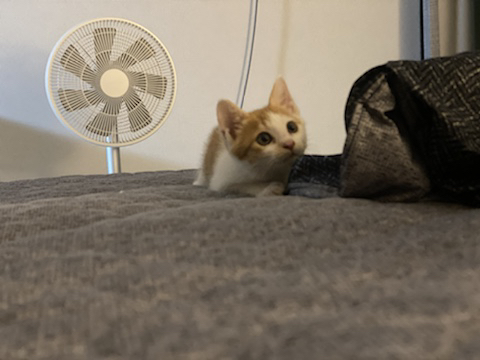 냥줍한지 한달 된 우리 고양이 보고가~!~! | 인스티즈