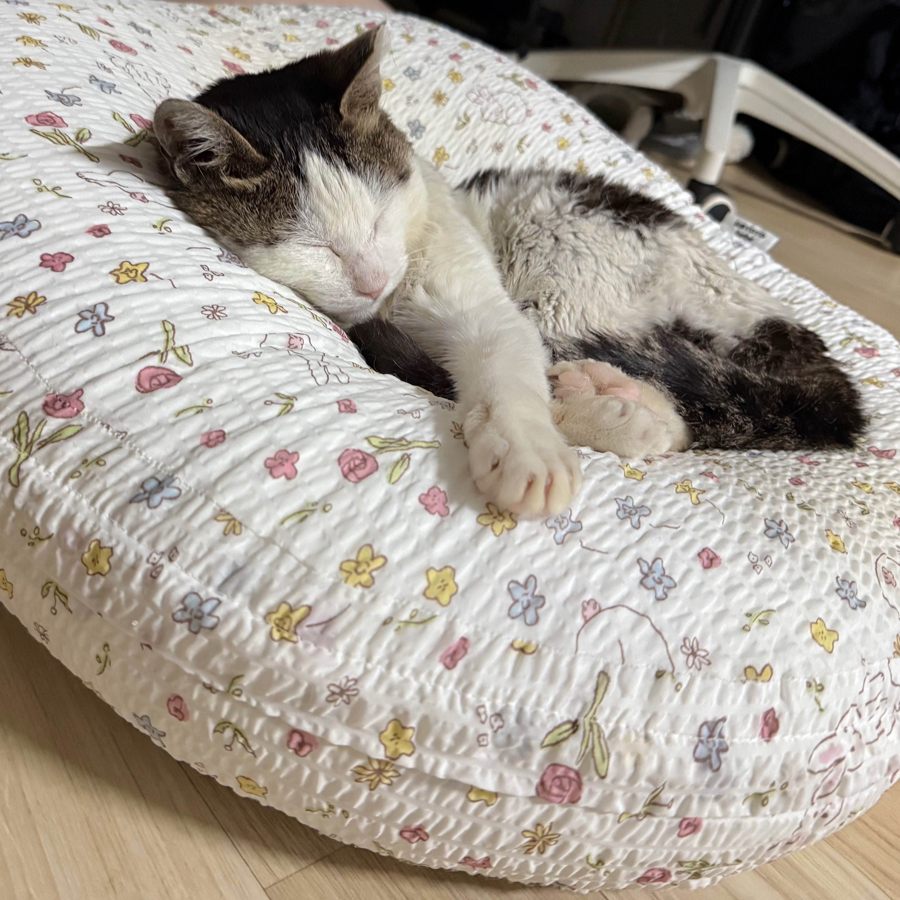 [입양홍보] 성묘 입양을 초보 집사에게 매우 추천합니다 | 인스티즈