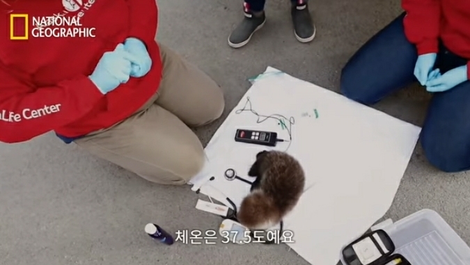 어미잃은 생후 1일차 새끼 해달 구하기 | 인스티즈