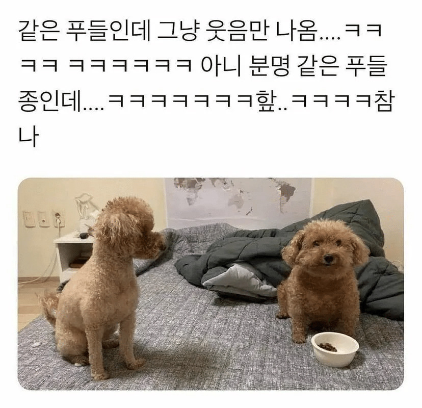 같은 푸들인데 그냥 웃음만 나옴 | 인스티즈