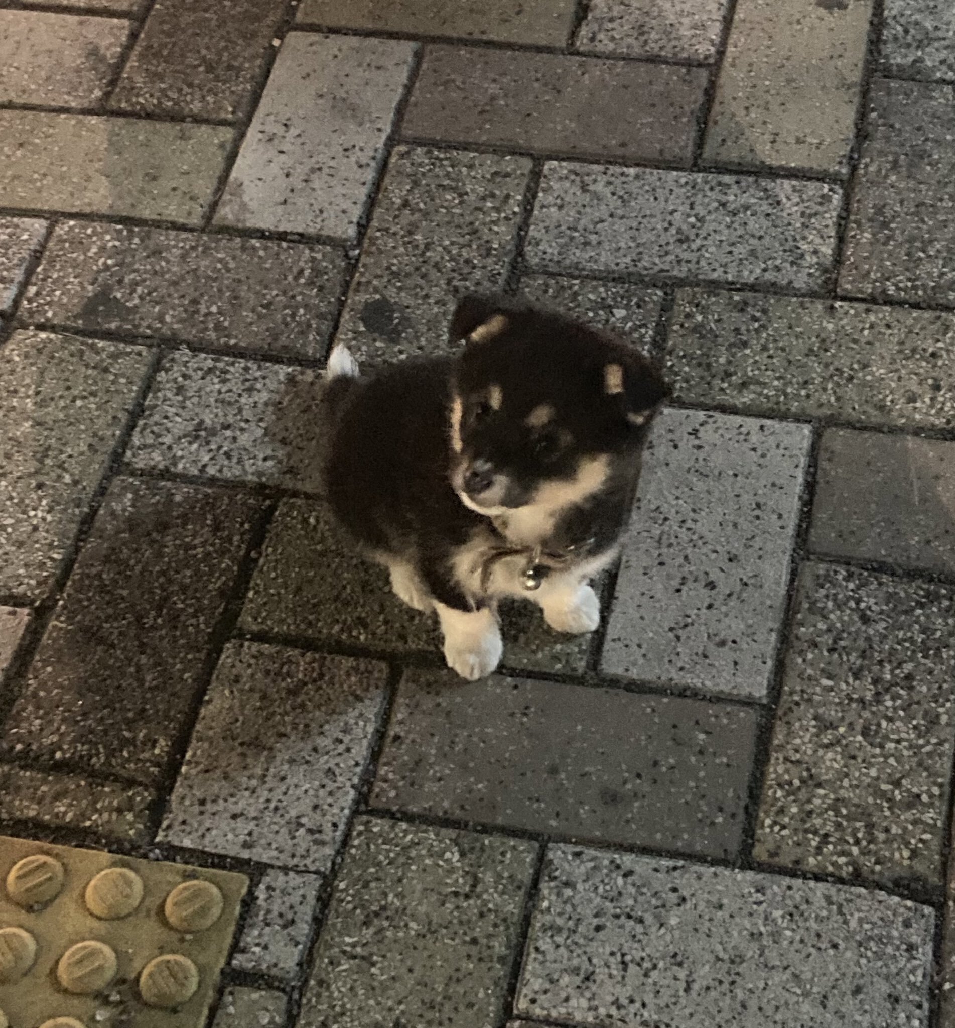 퇴근하는데 길 가던 아저씨가 본인 강아지 너무 예쁘니까 사진 찍어 가라고 하셔서.twt | 인스티즈