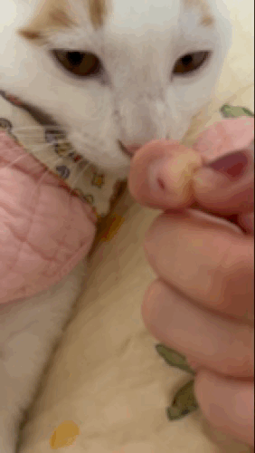 고양이 코 파는 동영상 | 인스티즈