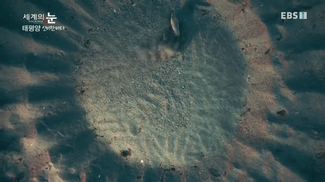 정말 흥미로운 과학자들이 12년만에 밝혀낸 바다속 신비한 문양의 비밀.jpgif | 인스티즈