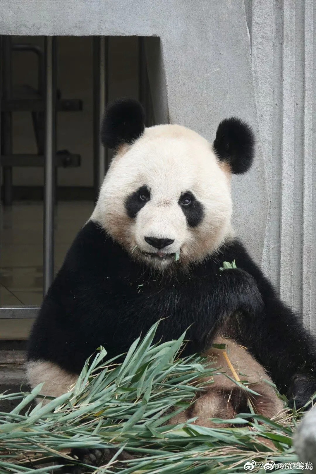 🐼 아이바오네 남판다들 🐼 | 인스티즈