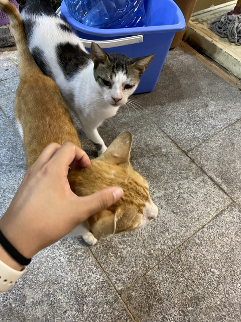 이집트, 요르단 고양이 모음집 | 인스티즈