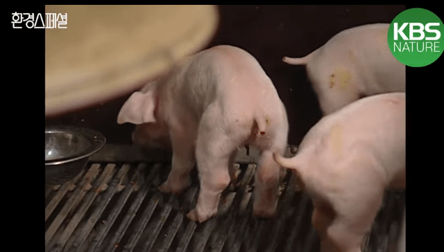 태어나자마자 바쁜 아기 돼지 (혐오주의) | 인스티즈