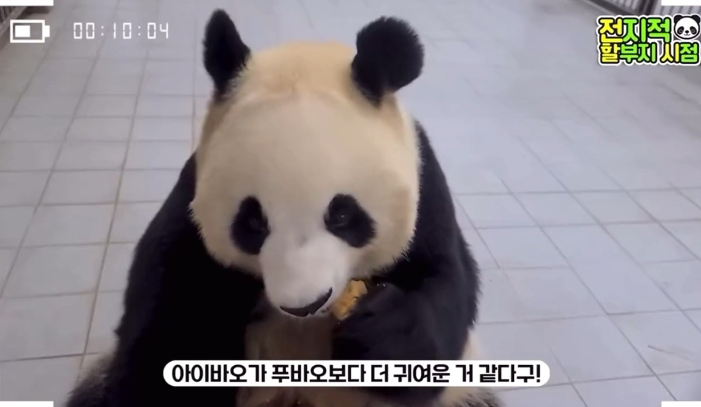 🐼 아이바오 늙었다는 얘기들은 강바오님 반응 | 인스티즈