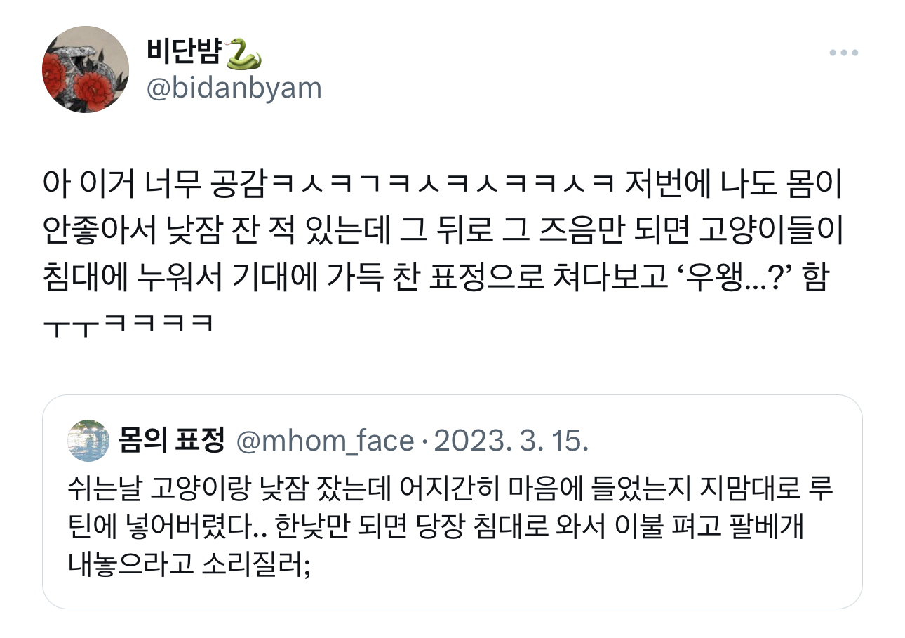 쉬는날 고양이랑 낮잠 잤는데 어지간히 마음에 들었는지 지맘대로 루틴에 넣어버렸다 | 인스티즈