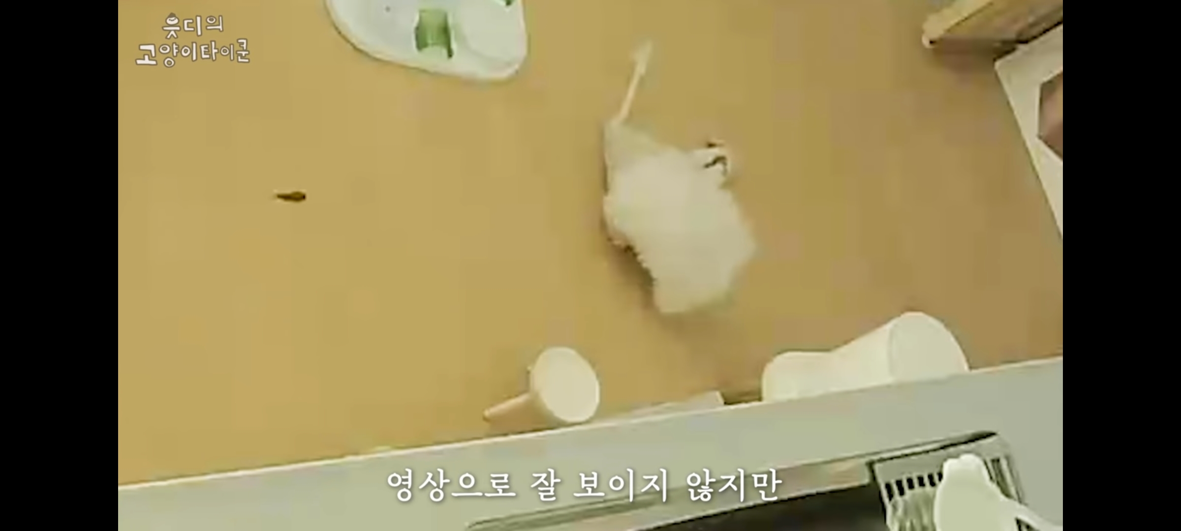 cctv보고 오열😭 응가실수하고 혼자 치우려는 고양이 | 인스티즈