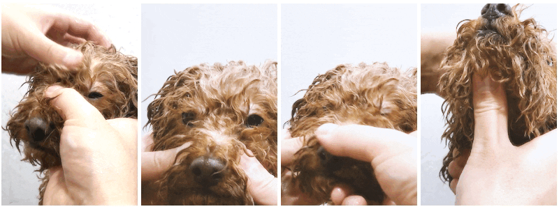 시원해보이는 강아지 세안.gif | 인스티즈