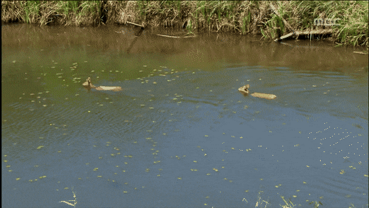 너네 고라니 수영 짱잘해서 영어이름이 water deer인거 알아??? | 인스티즈