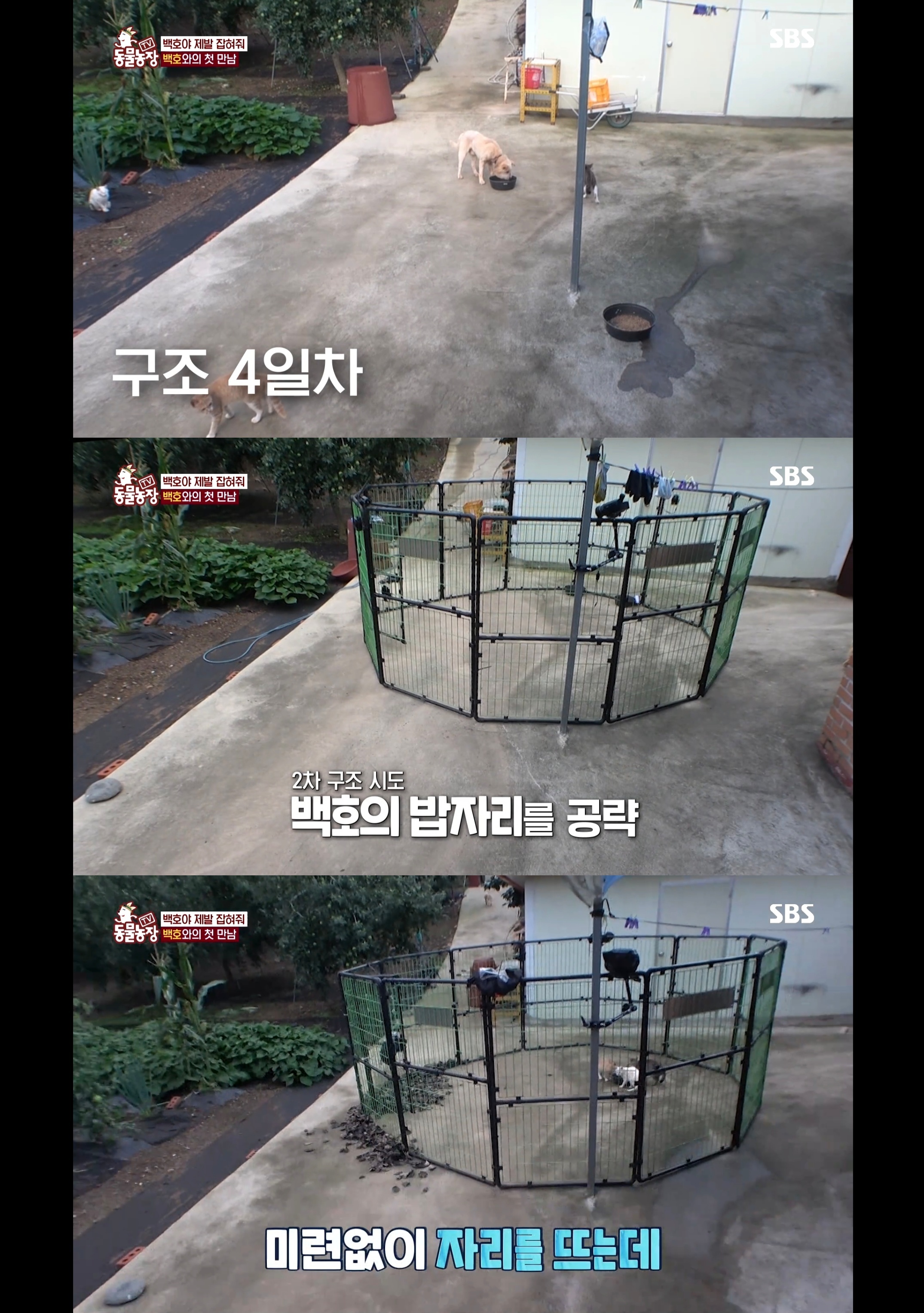 개가 너무 똑똑해서 역대급으로 구조 힘들었던 이번주 동물농장 방송.jpg | 인스티즈