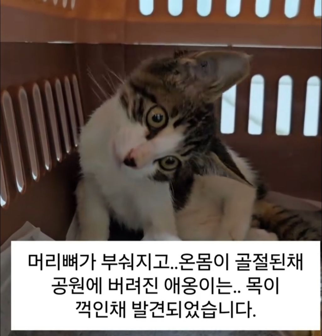 목이 꺾인 채 구조 된 고양이 | 인스티즈
