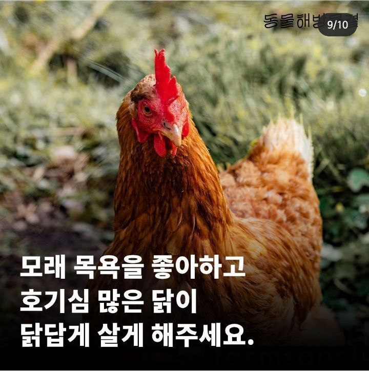 병아리 부리 불로 지지는 이유 | 인스티즈