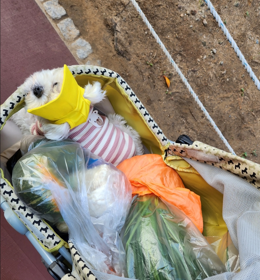 🐶: 강아지 유아차가 뭐라고 생각해? | 인스티즈