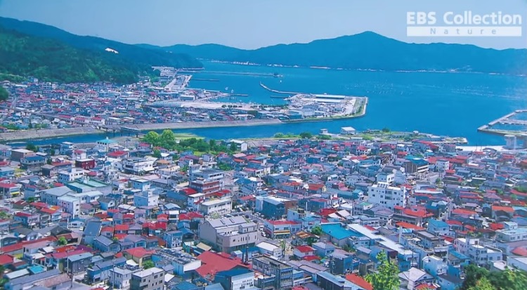 한 일본 항구마을 쓰나미 전후.jpg | 인스티즈