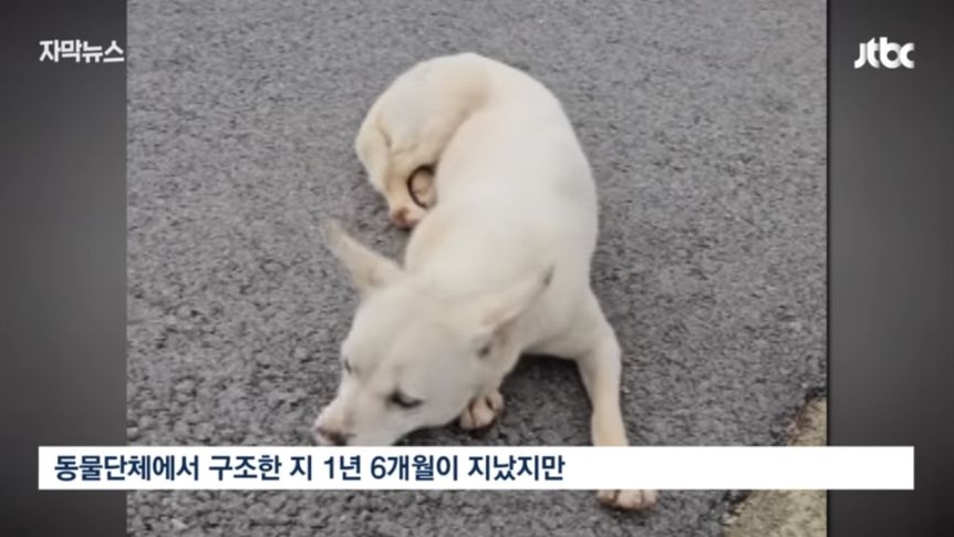 6일 동안 1000마리 버렸다... 연휴가 불러온 악순환 | 인스티즈