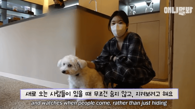 수줍음이 많은 강아지가 사람을 좋아하는 법 | 인스티즈