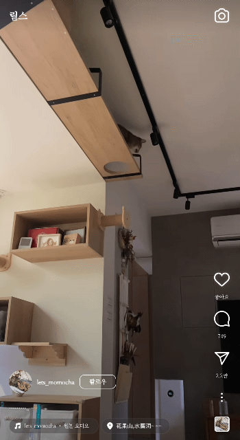 벽부착 캣타워 대참사... | 인스티즈