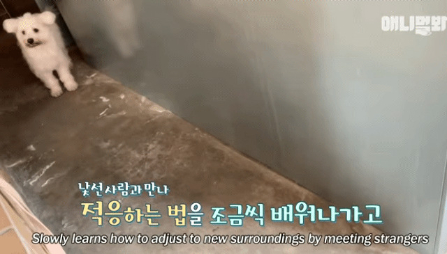 수줍음이 많은 강아지가 사람을 좋아하는 법 | 인스티즈