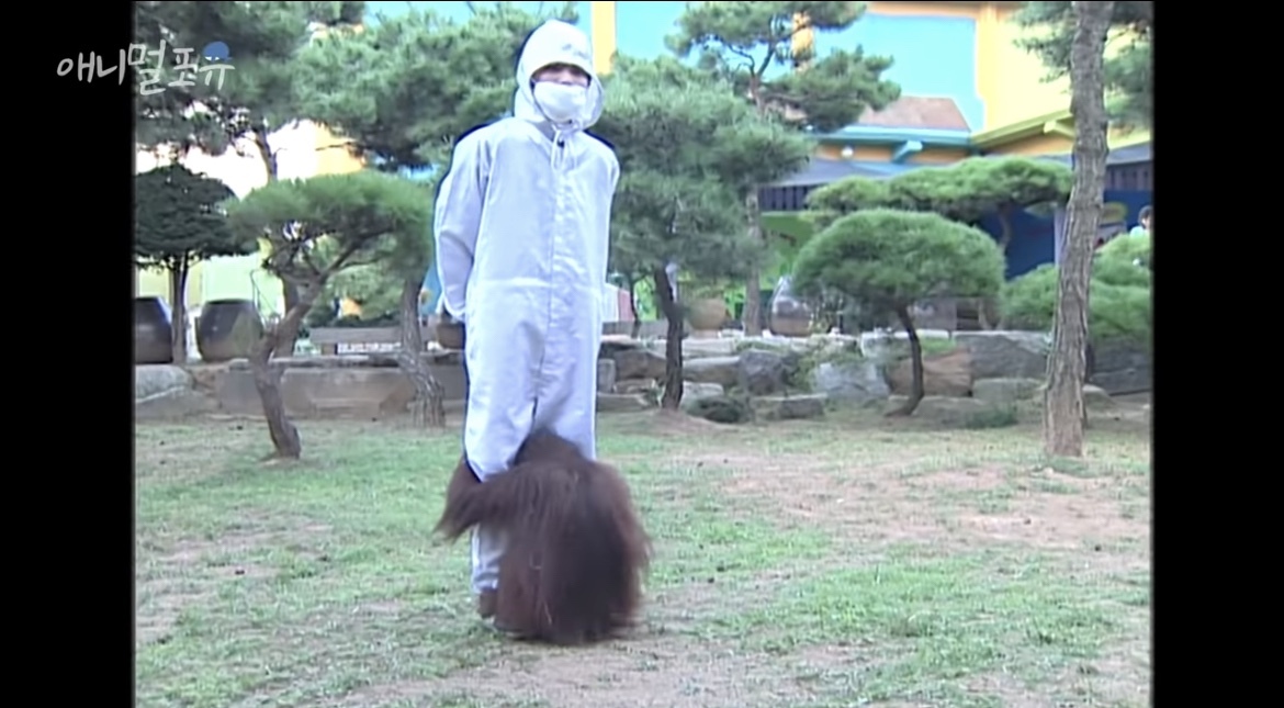 오랑우탄도 간지럼을 탈까? | 인스티즈