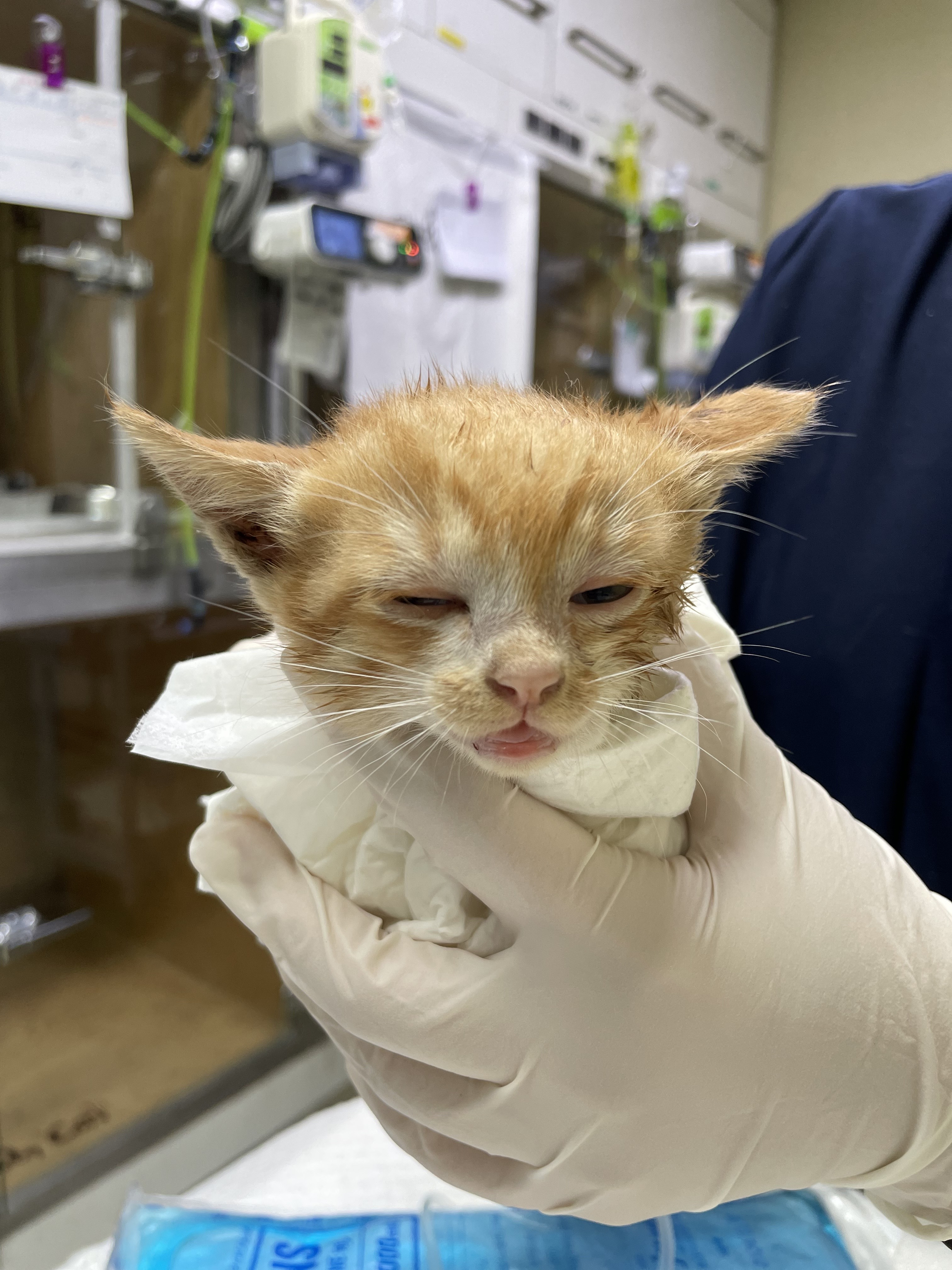 코시국에 재택하다가 고양이를 만났는데.. | 인스티즈