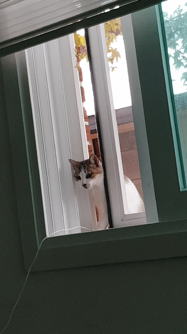 길냥이가 창문열고 들어오는거 목격했읍니다 | 인스티즈