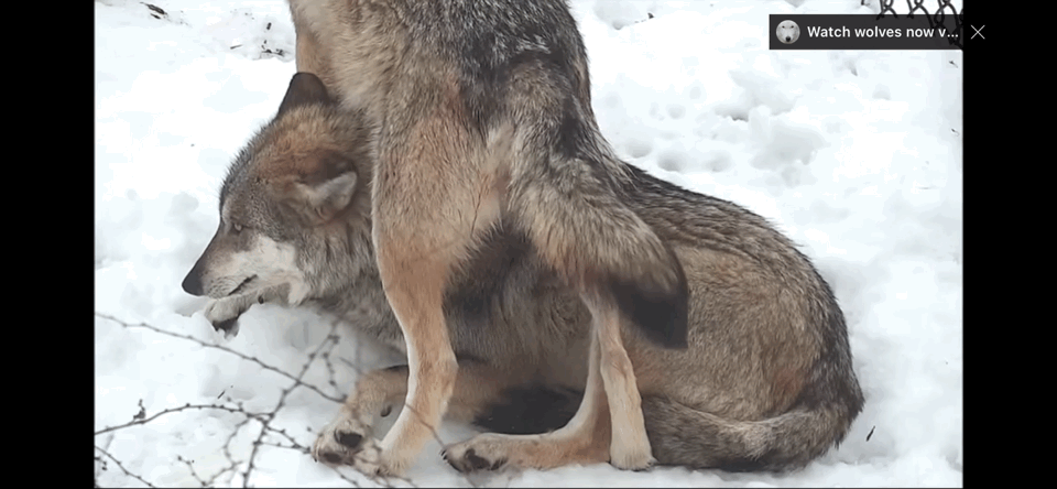 괜히 가만히 있는 동생 괴롭히는 거 늑대도 똑같음 ㅋㅋㅋㅋㅋㅋㅋ | 인스티즈