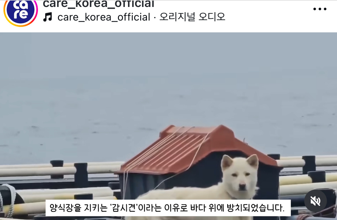 바다 한가운데 백구 강아지 주인 찾았는데 한마리가 아님!!! 임보처 찾아요 | 인스티즈