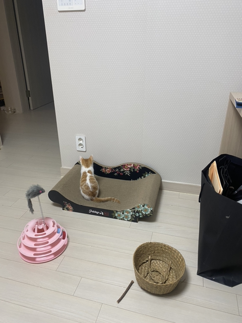 냥줍한지 한달 된 우리 고양이 보고가~!~! | 인스티즈