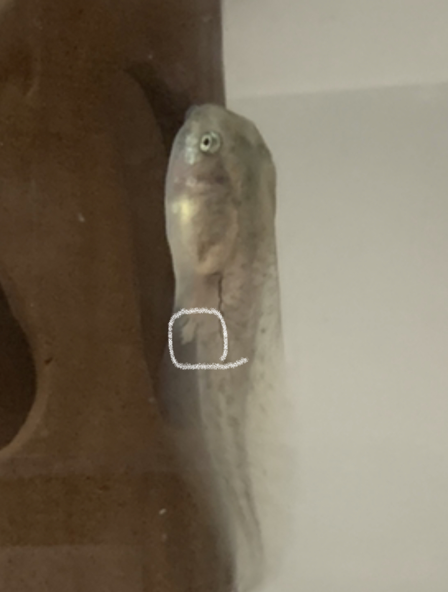 💚청개구리 키우면서 알게된 TMI💚 | 인스티즈