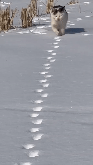 눈길 걸어가는 고양이 | 인스티즈