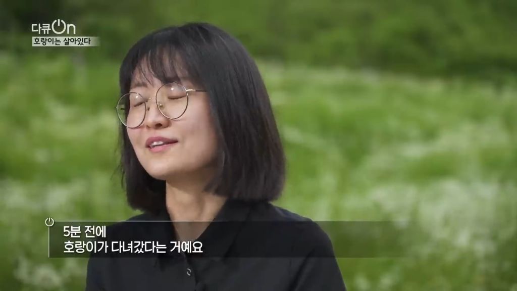 '절멸'의 '한국 호랑이'. 🐅 그 100년간의 이야기. -마지막- | 인스티즈