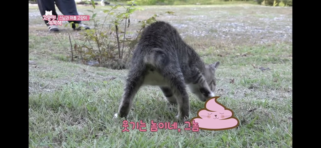 스님과 아홉 고양이 웃긴 장면들 | 인스티즈