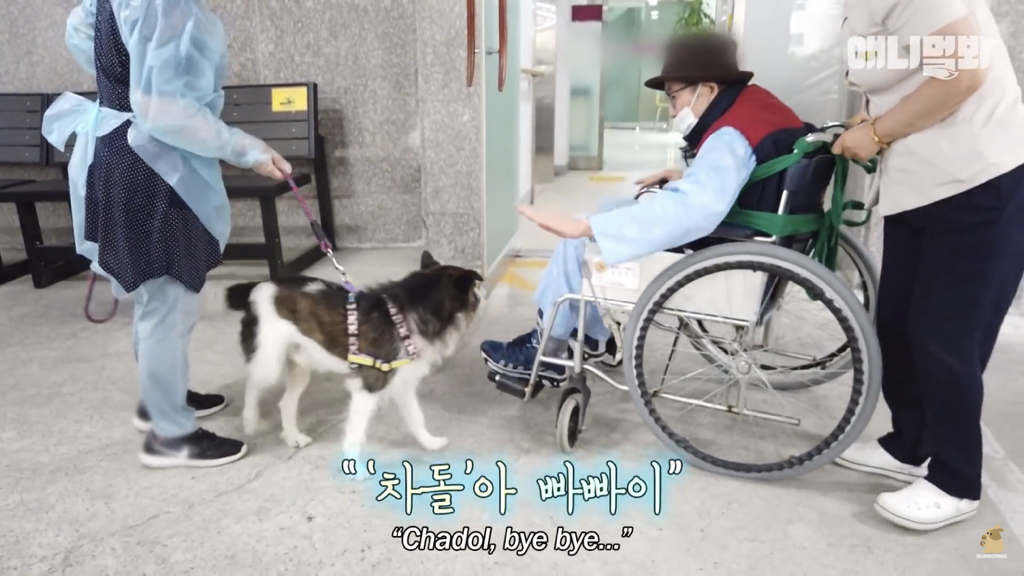 1년만에 자신을 두고 간 주인을 만난 강아지 반응 | 인스티즈