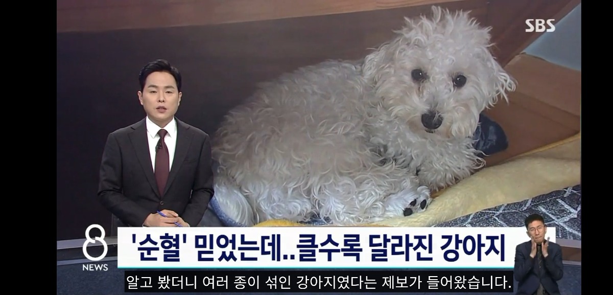 300만원짜리 꼬똥 알고보니 잡종 | 인스티즈