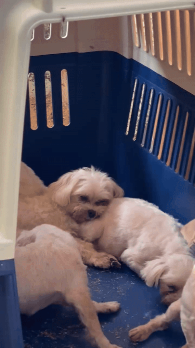 어떤 삶이었을까. 번식장, 미용 실습견, 쓰임을 다해야만 끝나는 삶이라는 건 | 인스티즈