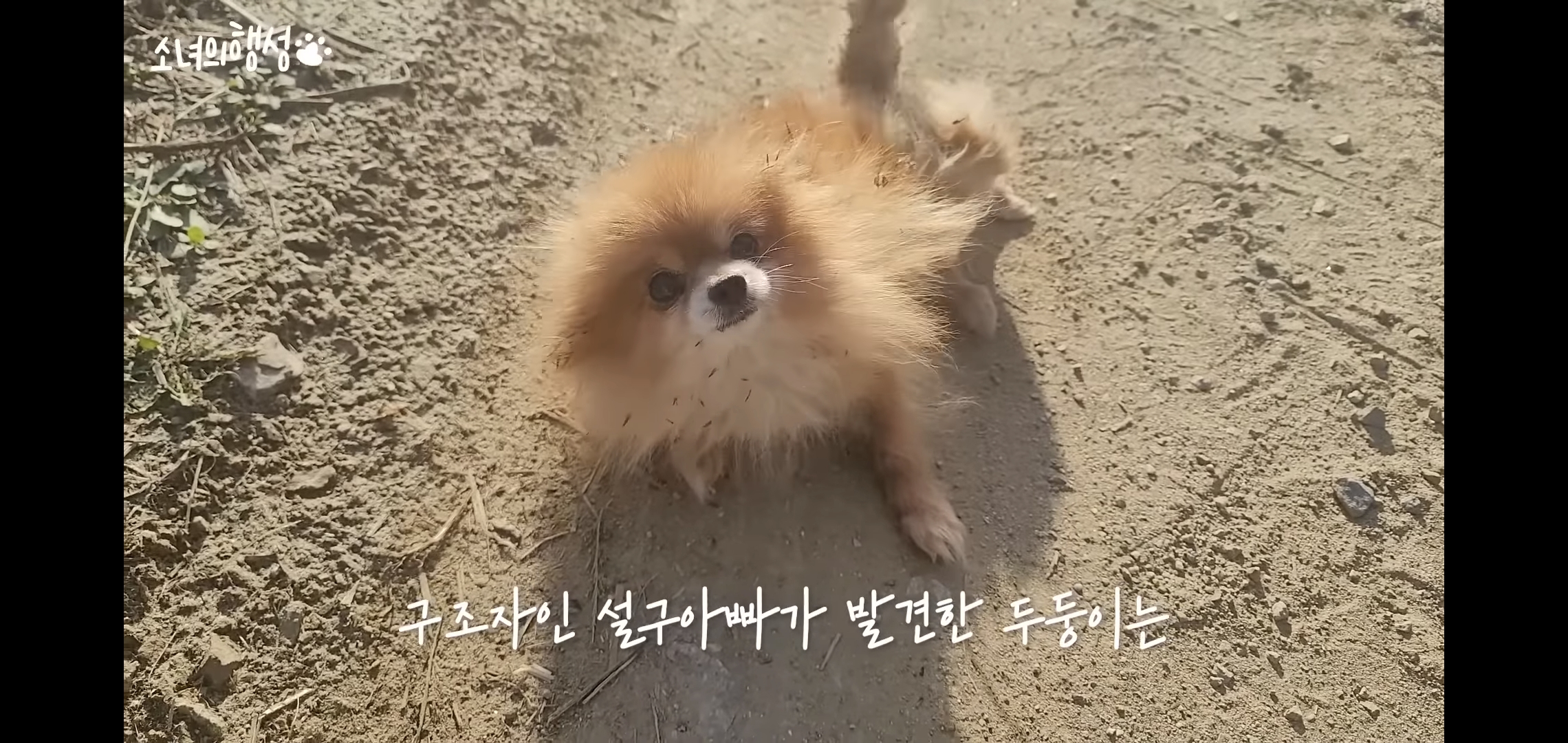 번식장에서 강아지 구조 후 치료했더니 절도죄로 고소당한 유튜버.jpg | 인스티즈