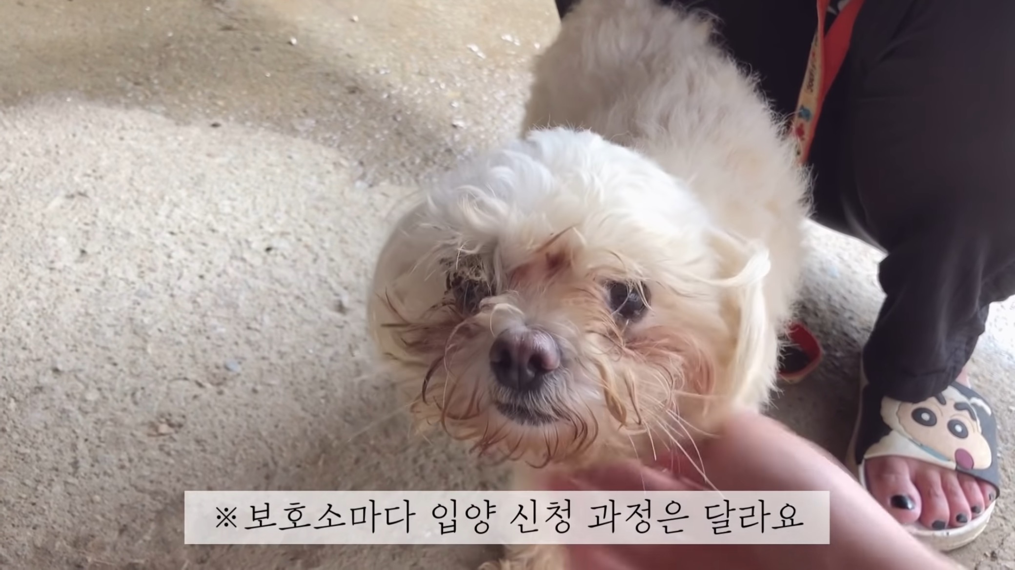 "공고번호 411번" 강아지가 입양되기 전 후 모습.jpgif | 인스티즈