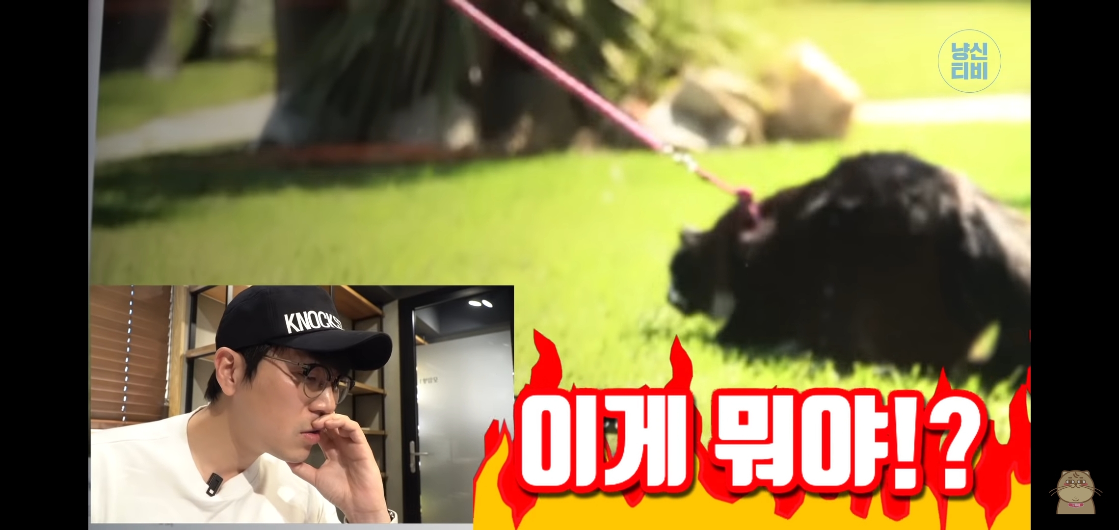 고양이 산책? 하지마!!!!! | 인스티즈