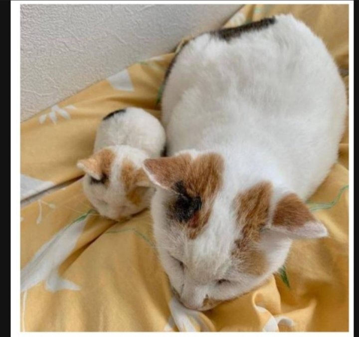 이 정도면 세쌍둥이 아니냐구 | 인스티즈