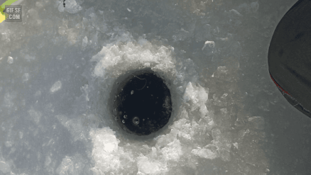 얼음낚시하는 고양이 | 인스티즈